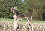 SALUKI 085